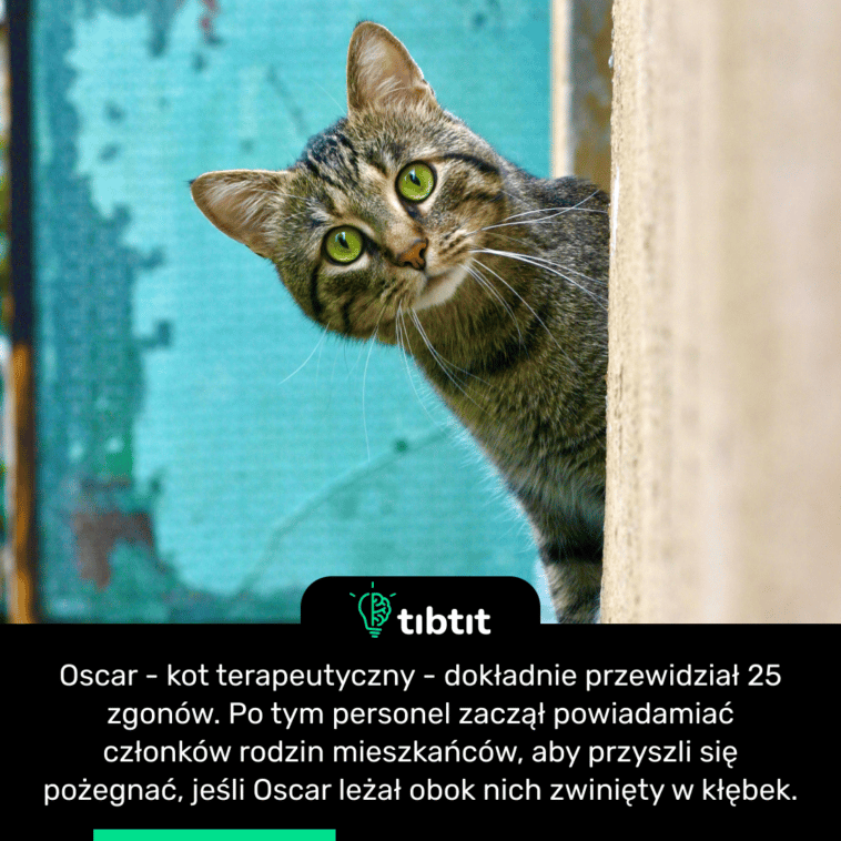 Oscar - kot terapeutyczny - dokładnie przewidział 25 zgonów. Po tym personel zaczął powiadamiać członków rodzin mieszkańców, aby przyszli się pożegnać, jeśli Oscar leżał obok nich zwinięty w kłębek.