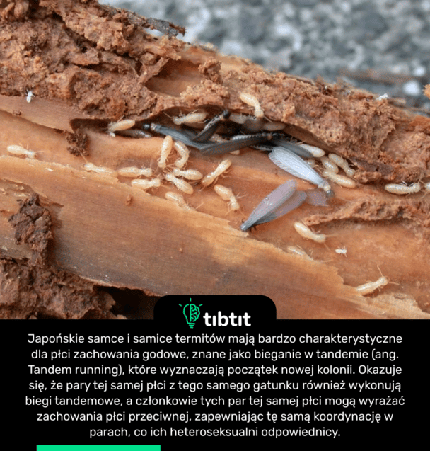 Japońskie samce i samice termitów mają bardzo charakterystyczne dla płci zachowania godowe, znane jako bieganie w tandemie (ang. Tandem running), które wyznaczają początek nowej kolonii. Okazuje się, że pary tej samej płci z tego samego gatunku również wykonują biegi tandemowe, a członkowie tych par tej samej płci mogą wyrażać zachowania płci przeciwnej, zapewniając tę samą koordynację w parach, co ich heteroseksualni odpowiednicy.