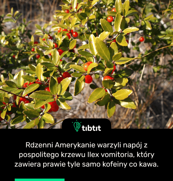Rdzenni Amerykanie warzyli napój z pospolitego krzewu Ilex vomitoria, który zawiera prawie tyle samo kofeiny co kawa.