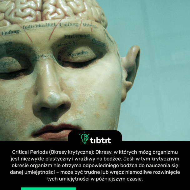 Critical Periods (Okresy krytyczne): Okresy, w których mózg organizmu jest niezwykle plastyczny i wrażliwy na bodźce. Jeśli w tym krytycznym okresie organizm nie otrzyma odpowiedniego bodźca do nauczenia się danej umiejętności – może być trudne lub wręcz niemożliwe rozwinięcie tych umiejętności w późniejszym czasie.