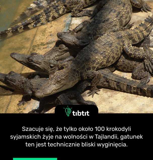 Szacuje się, że tylko około 100 krokodyli syjamskich żyje na wolności w Tajlandii, gatunek ten jest technicznie bliski wyginięcia.