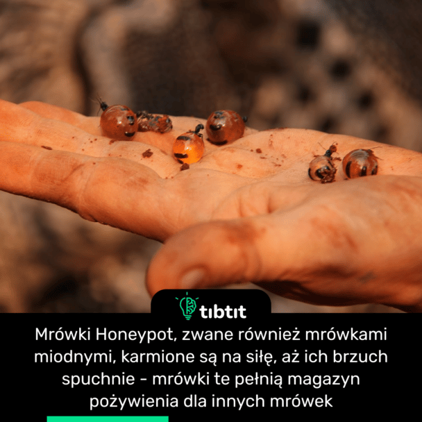 Mrówki Honeypot, zwane również mrówkami miodnymi, karmione są na siłę, aż ich brzuch spuchnie - mrówki te pełnią magazyn pożywienia dla innych mrówek