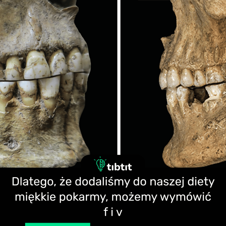 Dlatego, że dodaliśmy do naszej diety miękkie pokarmy, możemy wymówić f i v