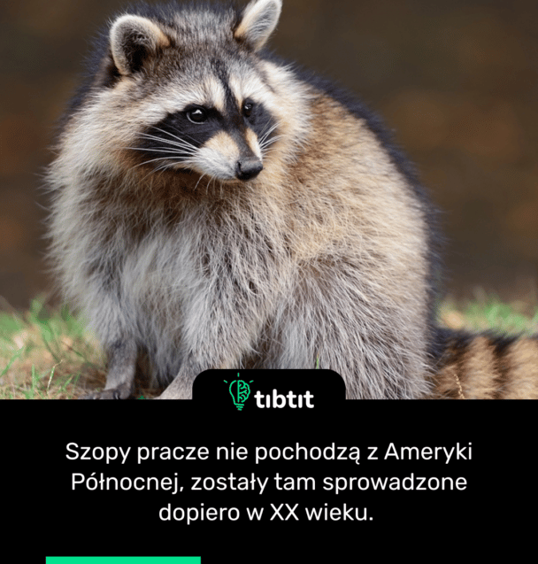 Szopy pracze nie pochodzą z Ameryki Północnej, zostały tam sprowadzone dopiero w XX wieku.