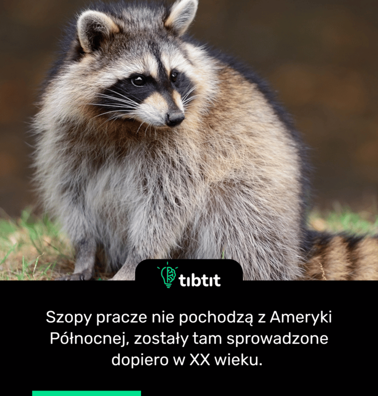 Szopy pracze nie pochodzą z Ameryki Północnej, zostały tam sprowadzone dopiero w XX wieku.