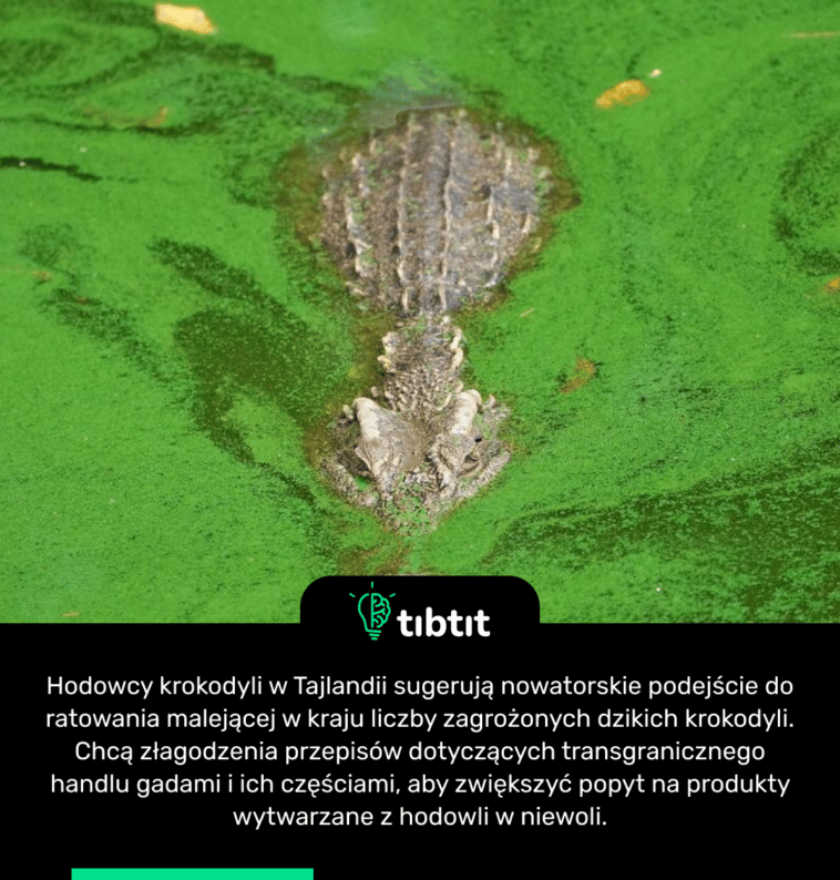 Hodowcy krokodyli w Tajlandii sugerują nowatorskie podejście do ratowania malejącej w kraju liczby zagrożonych dzikich krokodyli. Chcą złagodzenia przepisów dotyczących transgranicznego handlu gadami i ich częściami, aby zwiększyć popyt na produkty wytwarzane z hodowli w niewoli.