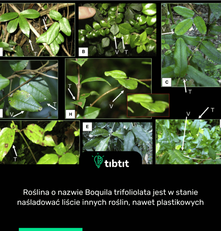 Roślina o nazwie Boquila trifoliolata jest w stanie naśladować liście innych roślin, nawet plastikowych