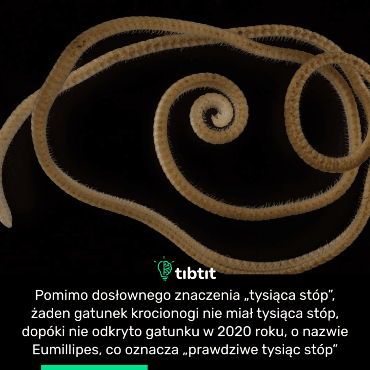 Pomimo dosłownego znaczenia „tysiąca stóp”, żaden gatunek krocionogi nie miał tysiąca stóp, dopóki nie odkryto gatunku w 2020 roku, o nazwie Eumillipes, co oznacza „prawdziwe tysiąc stóp”