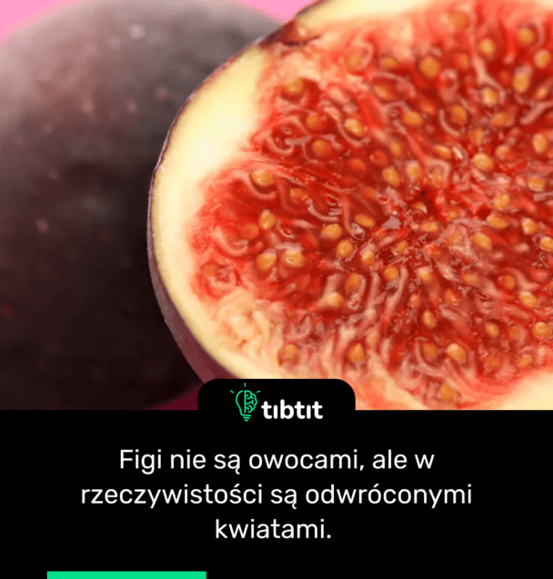 Figi nie są owocami, ale w rzeczywistości są odwróconymi kwiatami.