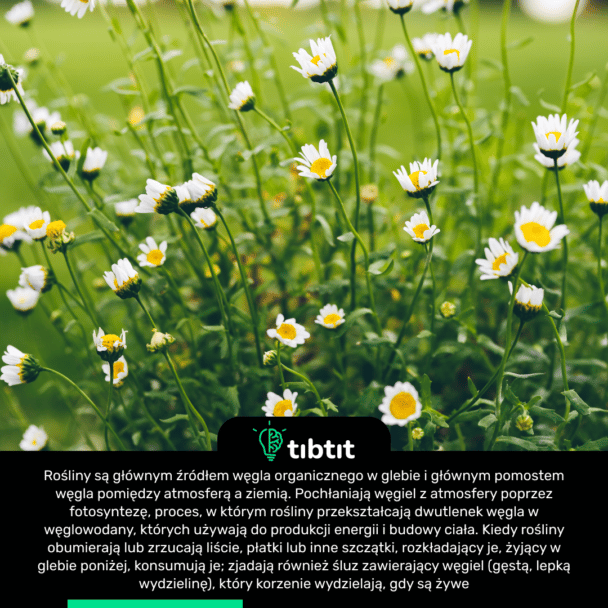 Rośliny są głównym źródłem węgla organicznego w glebie i głównym pomostem węgla pomiędzy atmosferą a ziemią. Pochłaniają węgiel z atmosfery poprzez fotosyntezę, proces, w którym rośliny przekształcają dwutlenek węgla w węglowodany, których używają do produkcji energii i budowy ciała. Kiedy rośliny obumierają lub zrzucają liście, płatki lub inne szczątki, rozkładający je, żyjący w glebie poniżej, konsumują je; zjadają również śluz zawierający węgiel (gęstą, lepką wydzielinę), który korzenie wydzielają, gdy są żywe