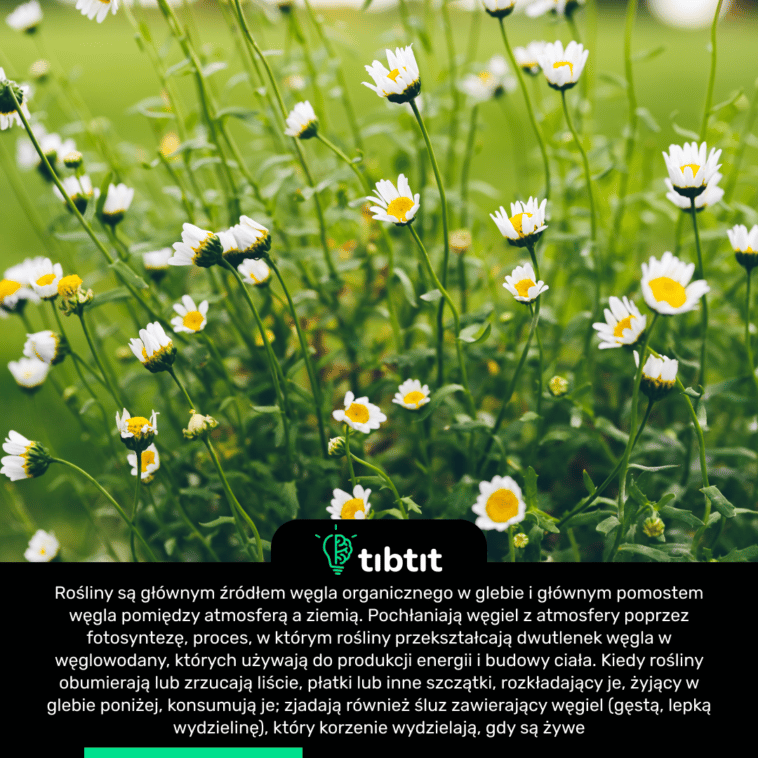 Rośliny są głównym źródłem węgla organicznego w glebie i głównym pomostem węgla pomiędzy atmosferą a ziemią. Pochłaniają węgiel z atmosfery poprzez fotosyntezę, proces, w którym rośliny przekształcają dwutlenek węgla w węglowodany, których używają do produkcji energii i budowy ciała. Kiedy rośliny obumierają lub zrzucają liście, płatki lub inne szczątki, rozkładający je, żyjący w glebie poniżej, konsumują je; zjadają również śluz zawierający węgiel (gęstą, lepką wydzielinę), który korzenie wydzielają, gdy są żywe