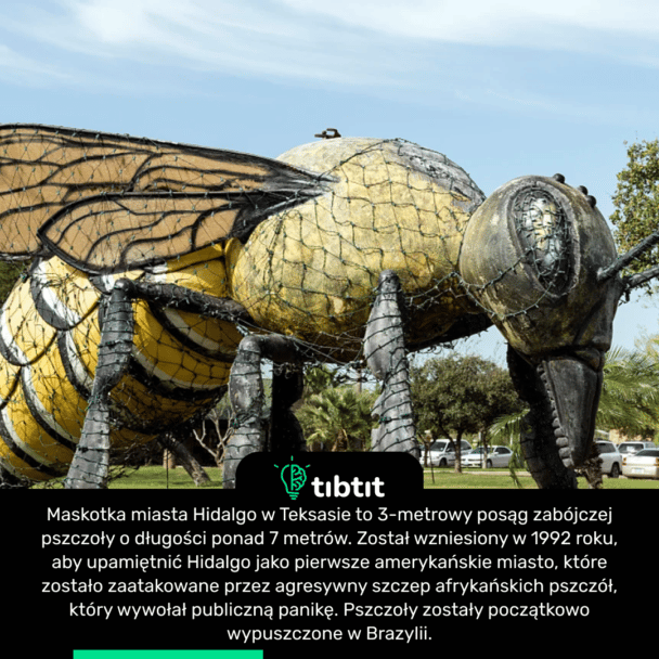 Maskotka miasta Hidalgo w Teksasie to 3-metrowy posąg zabójczej pszczoły o długości ponad 7 metrów. Został wzniesiony w 1992 roku, aby upamiętnić Hidalgo jako pierwsze amerykańskie miasto, które zostało zaatakowane przez agresywny szczep afrykańskich pszczół, który wywołał publiczną panikę. Pszczoły zostały początkowo wypuszczone w Brazylii.