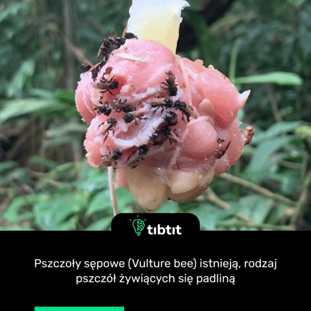 Pszczoły sępowe (Vulture bee) istnieją, rodzaj pszczół żywiących się padliną