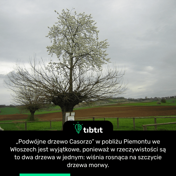 „Podwójne drzewo Casorzo” w pobliżu Piemontu we Włoszech jest wyjątkowe, ponieważ w rzeczywistości są to dwa drzewa w jednym: wiśnia rosnąca na szczycie drzewa morwy.