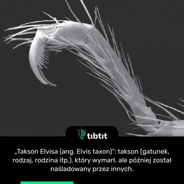 „Takson Elvisa (ang. Elvis taxon)”: takson (gatunek, rodzaj, rodzina itp.), który wymarł, ale później został naśladowany przez innych.