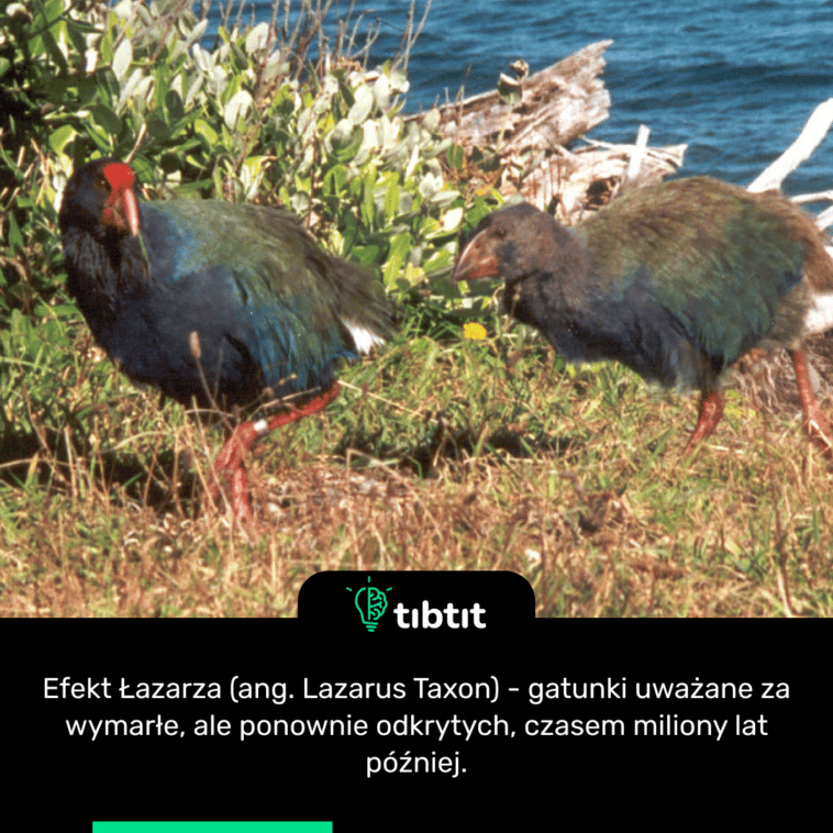 Efekt Łazarza (ang. Lazarus Taxon) - gatunki uważane za wymarłe, ale ponownie odkrytych, czasem miliony lat później.