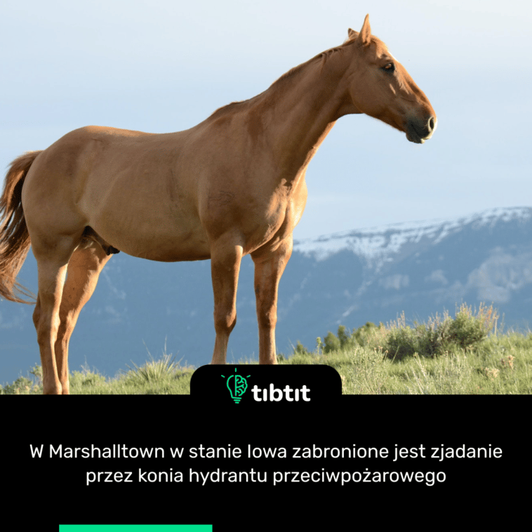 W Marshalltown w stanie Iowa zabronione jest zjadanie przez konia hydrantu przeciwpożarowego