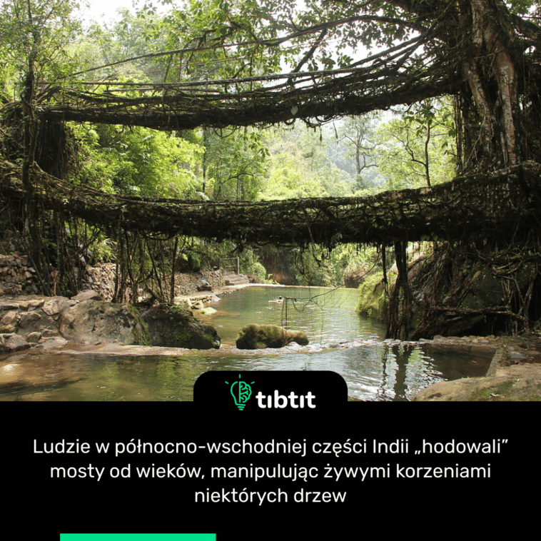 Ludzie w północno-wschodniej części Indii „hodowali” mosty od wieków, manipulując żywymi korzeniami niektórych drzew