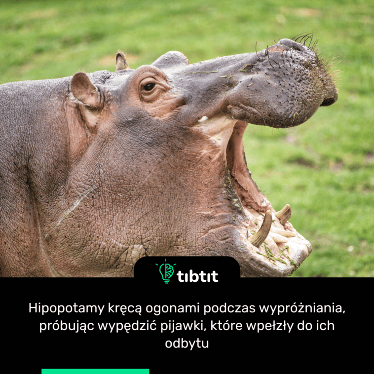 Hipopotamy kręcą ogonami podczas wypróżniania, próbując wypędzić pijawki, które wpełzły do ​​ich odbytu