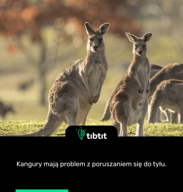 Kangury mają problem z poruszaniem się do tyłu.