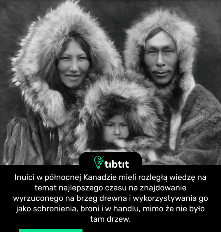Inuici w północnej Kanadzie mieli rozległą wiedzę na temat najlepszego czasu na znajdowanie wyrzuconego na brzeg drewna i wykorzystywania go jako schronienia, broni i w handlu, mimo że nie było tam drzew.