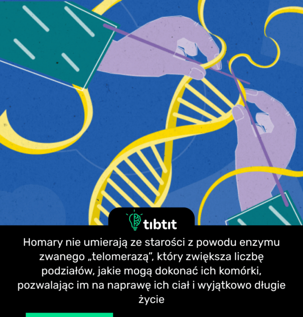 Homary nie umierają ze starości z powodu enzymu zwanego „telomerazą”, który zwiększa liczbę podziałów, jakie mogą dokonać ich komórki, pozwalając im na naprawę ich ciał i wyjątkowo długie życie