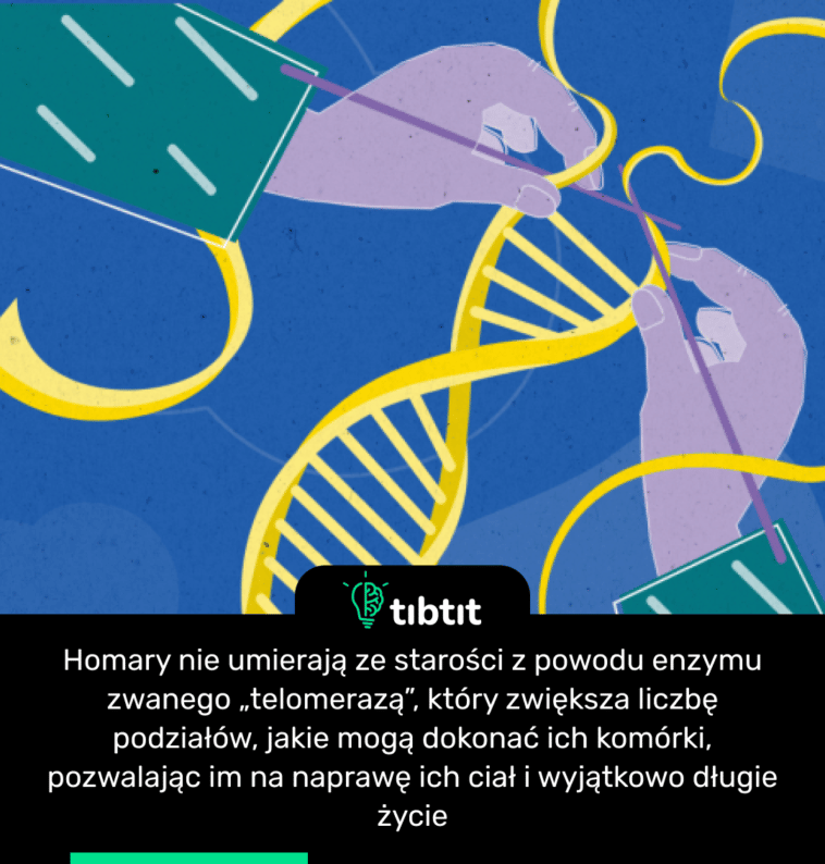 Homary nie umierają ze starości z powodu enzymu zwanego „telomerazą”, który zwiększa liczbę podziałów, jakie mogą dokonać ich komórki, pozwalając im na naprawę ich ciał i wyjątkowo długie życie