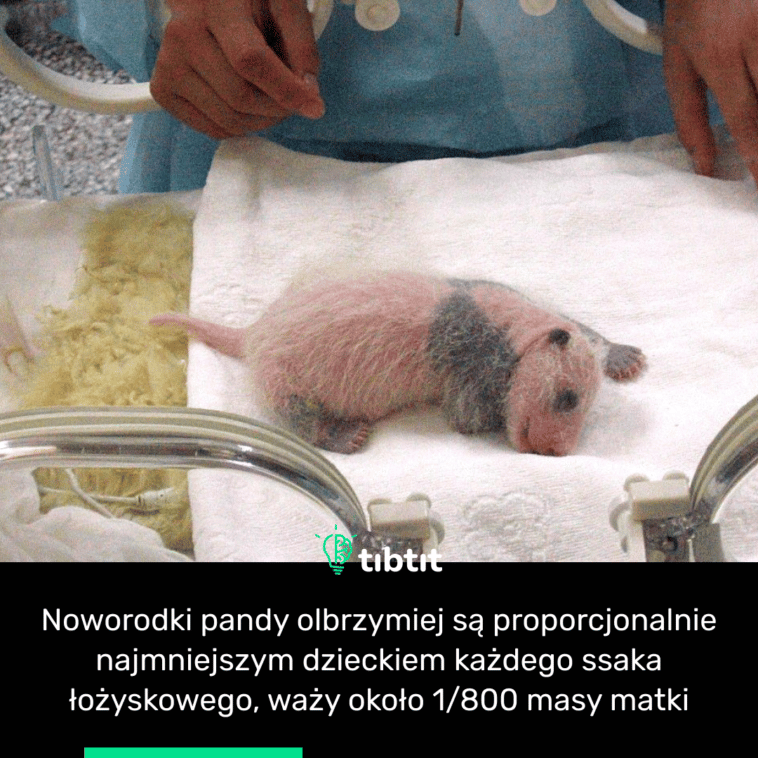 Noworodki pandy olbrzymiej są proporcjonalnie najmniejszym dzieckiem każdego ssaka łożyskowego, waży około 1/800 masy matki