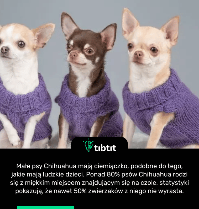 Małe psy Chihuahua mają ciemiączko, podobne do tego, jakie mają ludzkie dzieci. Ponad 80% psów Chihuahua rodzi się z miękkim miejscem znajdującym się na czole, statystyki pokazują, że nawet 50% zwierzaków z niego nie wyrasta.