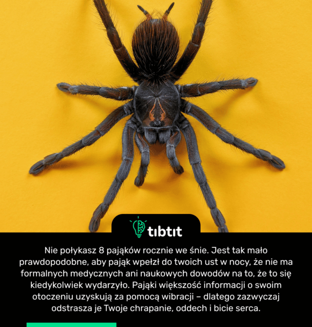 Nie połykasz 8 pająków rocznie we śnie. Jest tak mało prawdopodobne, aby pająk wpełzł do twoich ust w nocy, że nie ma formalnych medycznych ani naukowych dowodów na to, że to się kiedykolwiek wydarzyło. Pająki większość informacji o swoim otoczeniu uzyskują za pomocą wibracji – dlatego zazwyczaj odstrasza je Twoje chrapanie, oddech i bicie serca.