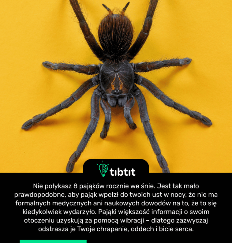 Nie połykasz 8 pająków rocznie we śnie. Jest tak mało prawdopodobne, aby pająk wpełzł do twoich ust w nocy, że nie ma formalnych medycznych ani naukowych dowodów na to, że to się kiedykolwiek wydarzyło. Pająki większość informacji o swoim otoczeniu uzyskują za pomocą wibracji – dlatego zazwyczaj odstrasza je Twoje chrapanie, oddech i bicie serca.