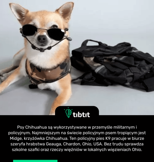Psy Chihuahua są wykorzystywane w przemyśle militarnym i policyjnym. Najmniejszym na świecie policyjnym psem tropiącym jest Midge, krzyżówka Chihuahua. Ten policyjny pies K9 pracuje w biurze szeryfa hrabstwa Geauga, Chardon, Ohio, USA. Bez trudu sprawdza szkolne szafki oraz rzeczy więźniów w lokalnych więzieniach Ohio.