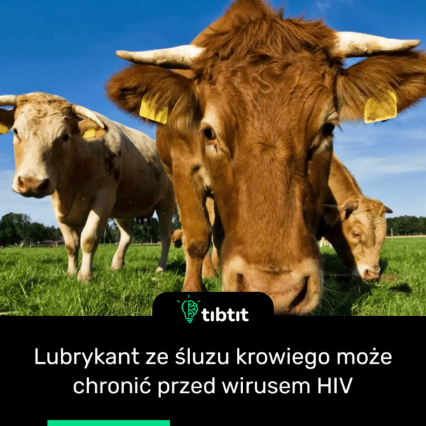 Lubrykant ze śluzu krowiego może chronić przed wirusem HIV