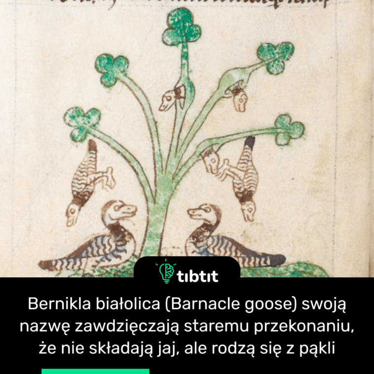 Bernikla białolica (Barnacle goose) swoją nazwę zawdzięczają staremu przekonaniu, że nie składają jaj, ale rodzą się z pąkli