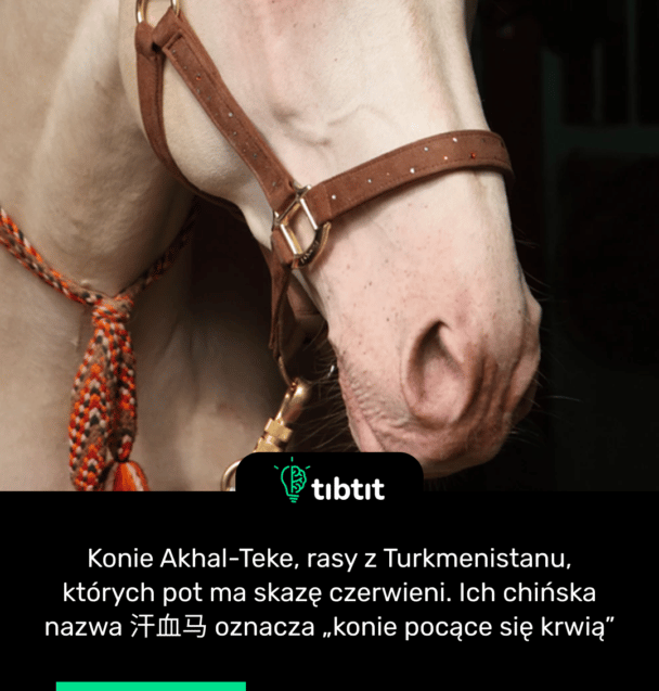 Konie Akhal-Teke, rasy z Turkmenistanu, których pot ma skazę czerwieni. Ich chińska nazwa 汗血马 oznacza „konie pocące się krwią”