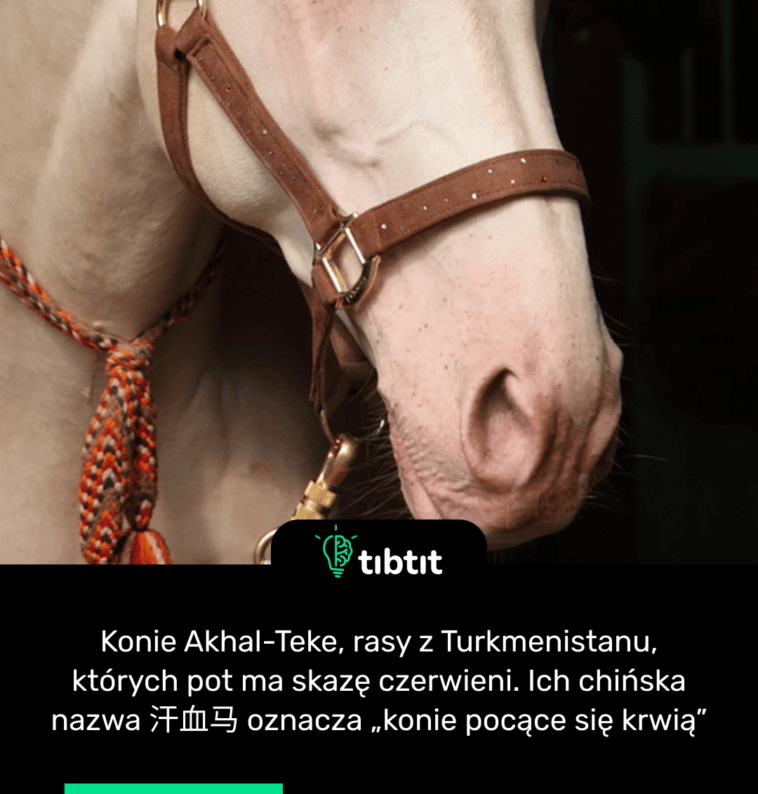 Konie Akhal-Teke, rasy z Turkmenistanu, których pot ma skazę czerwieni. Ich chińska nazwa 汗血马 oznacza „konie pocące się krwią”