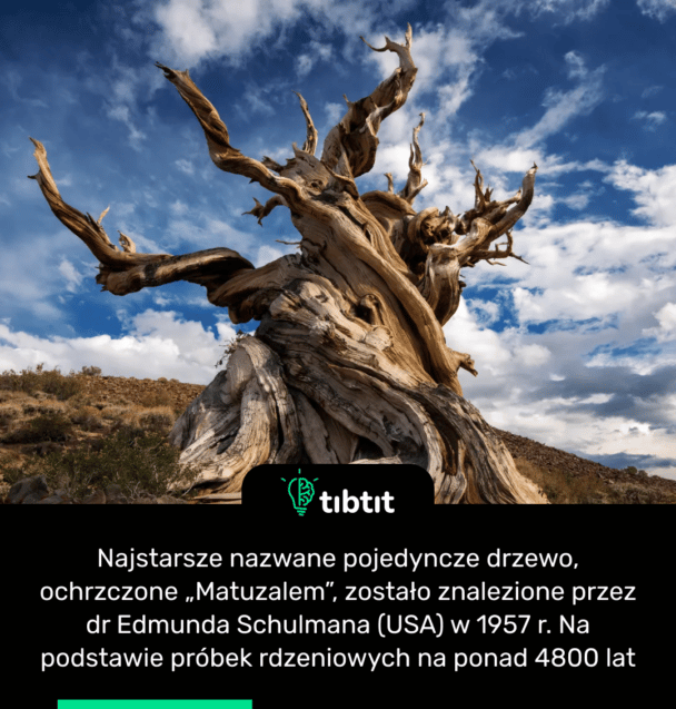 Najstarsze nazwane pojedyncze drzewo, ochrzczone „Matuzalem”, zostało znalezione przez dr Edmunda Schulmana (USA) w 1957 r. Na podstawie próbek rdzeniowych na ponad 4800 lat