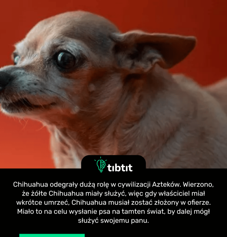 Chihuahua odegrały dużą rolę w cywilizacji Azteków. Wierzono, że żółte Chihuahua miały służyć, więc gdy właściciel miał wkrótce umrzeć, Chihuahua musiał zostać złożony w ofierze. Miało to na celu wysłanie psa na tamten świat, by dalej mógł służyć swojemu panu.