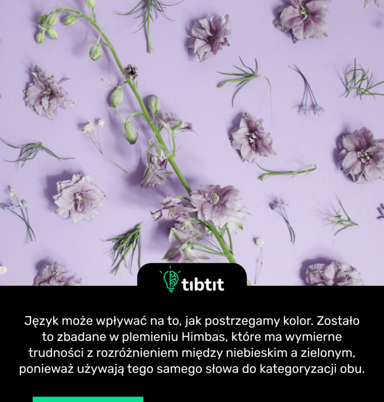 Język może wpływać na to, jak postrzegamy kolor. Zostało to zbadane w plemieniu Himbas, które ma wymierne trudności z rozróżnieniem między niebieskim a zielonym, ponieważ używają tego samego słowa do kategoryzacji obu.