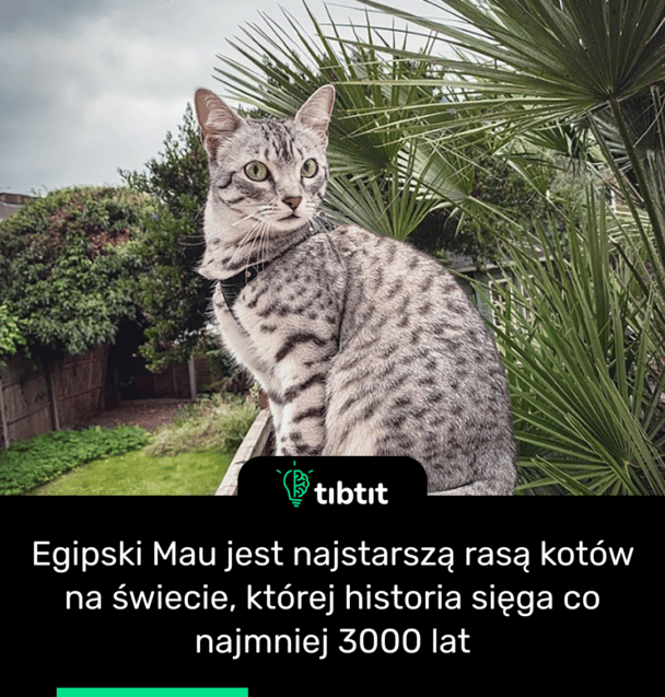 Egipski Mau jest najstarszą rasą kotów na świecie, której historia sięga co najmniej 3000 lat