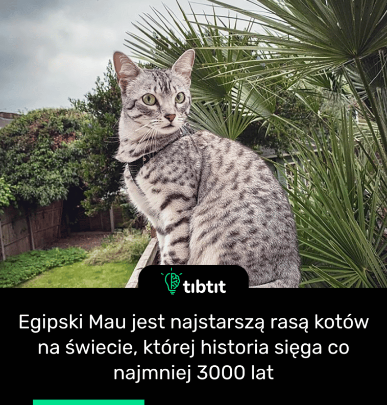 Egipski Mau jest najstarszą rasą kotów na świecie, której historia sięga co najmniej 3000 lat