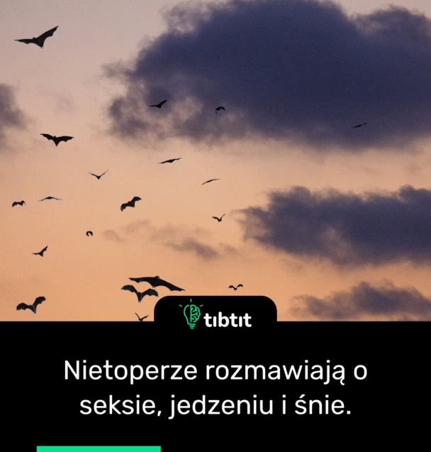 Nietoperze rozmawiają o seksie, jedzeniu i śnie.