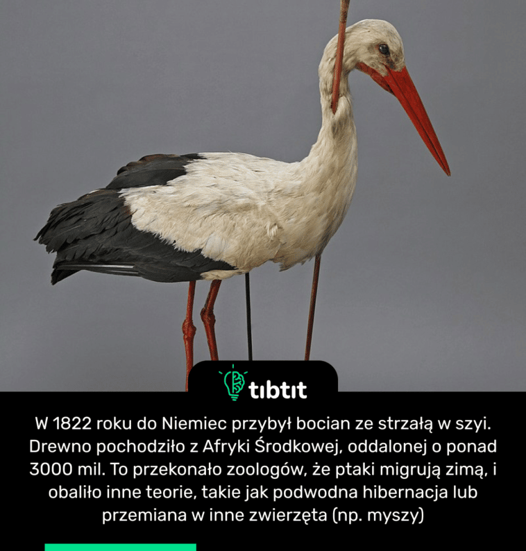 W 1822 roku do Niemiec przybył bocian ze strzałą w szyi. Drewno pochodziło z Afryki Środkowej, oddalonej o ponad 3000 mil. To przekonało zoologów, że ptaki migrują zimą, i obaliło inne teorie, takie jak podwodna hibernacja lub przemiana w inne zwierzęta (np. myszy)