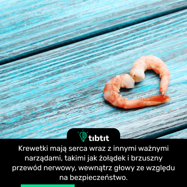 Krewetki mają serca wraz z innymi ważnymi narządami, takimi jak żołądek i brzuszny przewód nerwowy, wewnątrz głowy ze względu na bezpieczeństwo.