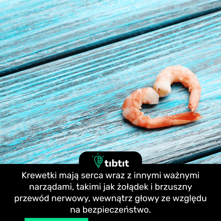 Krewetki mają serca wraz z innymi ważnymi narządami, takimi jak żołądek i brzuszny przewód nerwowy, wewnątrz głowy ze względu na bezpieczeństwo.
