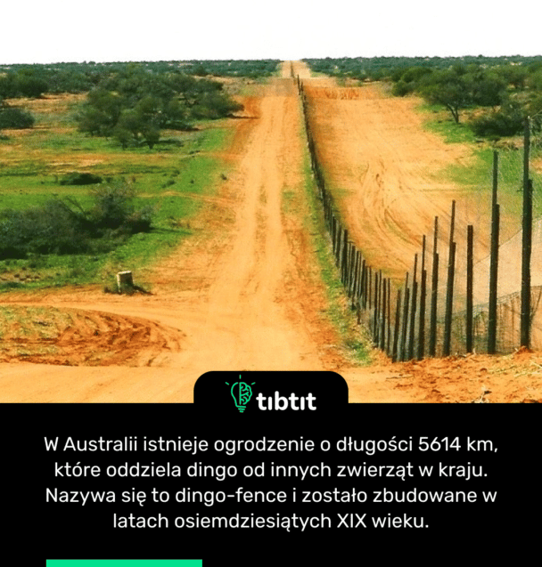 W Australii istnieje ogrodzenie o długości 5614 km, które oddziela dingo od innych zwierząt w kraju. Nazywa się to dingo-fence i zostało zbudowane w latach osiemdziesiątych XIX wieku.