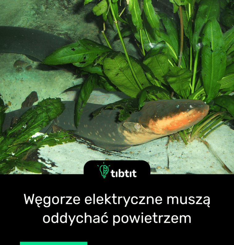 Węgorze elektryczne muszą oddychać powietrzem