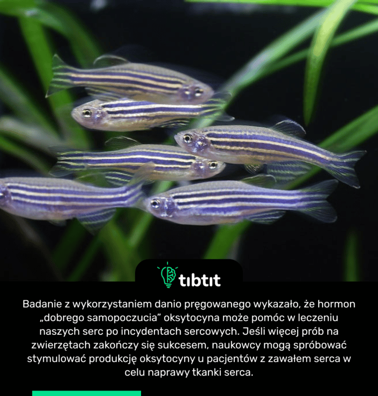 Badanie z wykorzystaniem danio pręgowanego wykazało, że hormon „dobrego samopoczucia” oksytocyna może pomóc w leczeniu naszych serc po incydentach sercowych. Jeśli więcej prób na zwierzętach zakończy się sukcesem, naukowcy mogą spróbować stymulować produkcję oksytocyny u pacjentów z zawałem serca w celu naprawy tkanki serca.