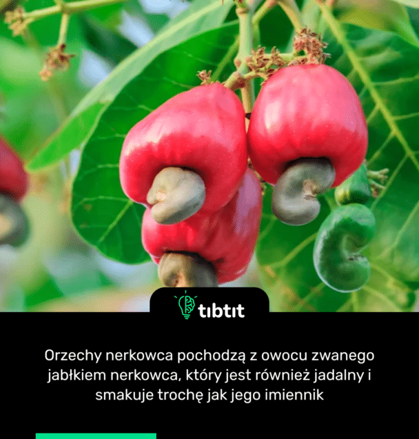 Orzechy nerkowca pochodzą z owocu zwanego jabłkiem nerkowca, który jest również jadalny i smakuje trochę jak jego imiennik