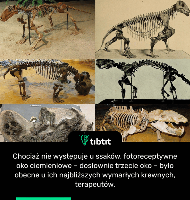 Chociaż nie występuje u ssaków, fotoreceptywne oko ciemieniowe – dosłownie trzecie oko – było obecne u ich najbliższych wymarłych krewnych, terapeutów.